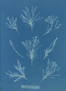 Corallina elongata | Anna Atkins, 1843